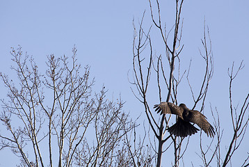 Image showing Juvenile Golden Eagle Wings spread