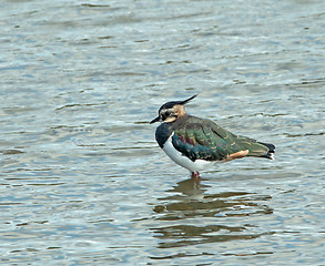 Image showing Northern Lapwing