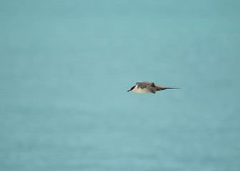 Image showing Long-tailed Skua