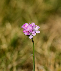 Image showing Sea Thrift