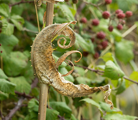 Image showing Dried Teasel Leaf