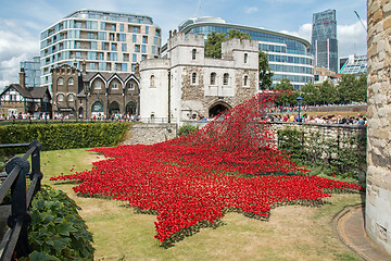 Image showing Poppies at The Tower