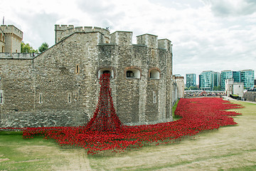 Image showing Poppies at The Tower