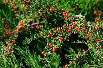 Image showing Cotoneaster Bush