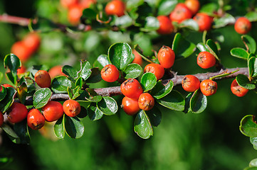 Image showing Cotoneaster Bush