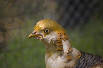 Image showing pheasant