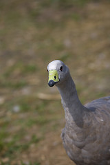 Image showing goose