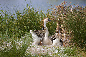 Image showing goose