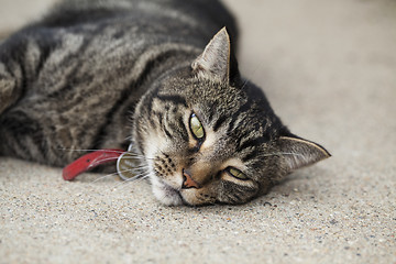 Image showing Bored Tabby