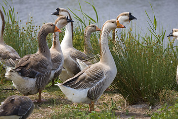 Image showing goose