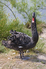 Image showing swan