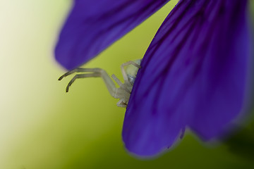 Image showing spider in ambush