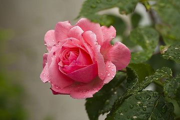 Image showing pink rose after rain