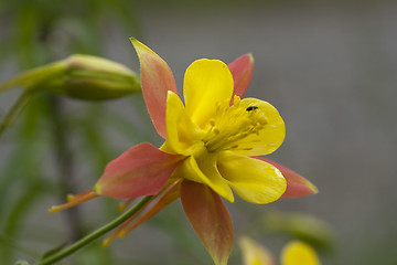 Image showing columbine