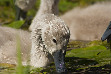 Image showing cygnet