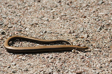 Image showing slow worm