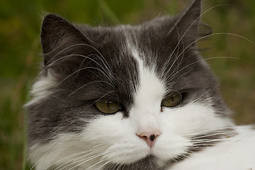 Image showing cat face