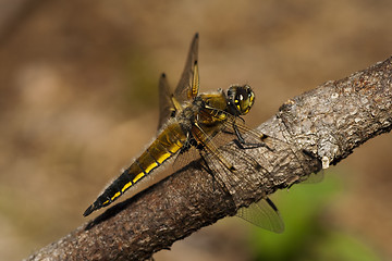 Image showing dragon fly