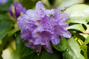 Image showing rhododendron