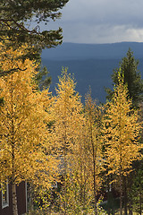 Image showing birch trees