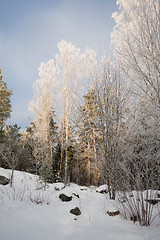 Image showing winter meadows