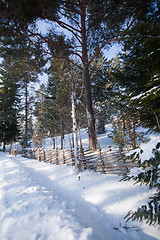 Image showing winter