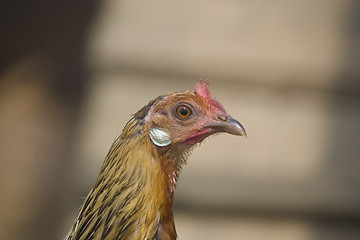 Image showing chicken