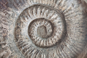 Image showing fossil shell pattern spiral texture