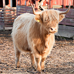 Image showing longhaired bull full-length view