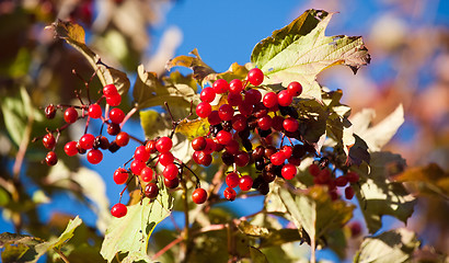 Image showing arrowwood berries