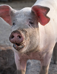 Image showing big pig snout closeup portrait