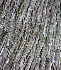 Image showing tree bark texture closeup