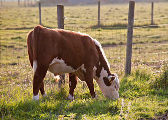 Image showing young bull on pasture