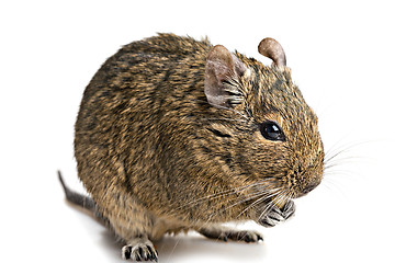 Image showing degu mouse closeup isolated on white