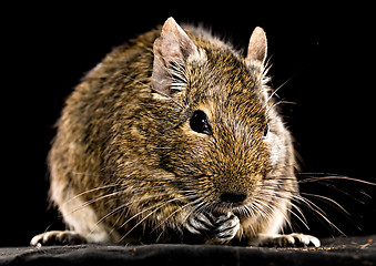 Image showing degu mouse closeup on black background