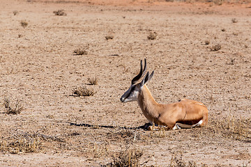 Image showing Springbok Antidorcas marsupialis