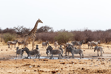 Image showing Giraffa camelopardalis and zebras drinking on waterhole