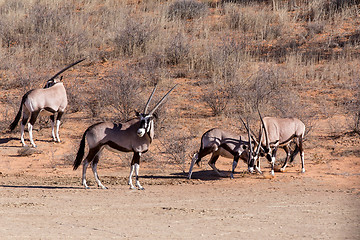 Image showing fight between two male Gemsbok, Oryx gazella