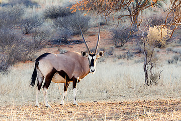 Image showing Gemsbok, Oryx gazella on sand dune