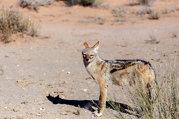 Image showing black-backed jackal (Canis mesomelas)