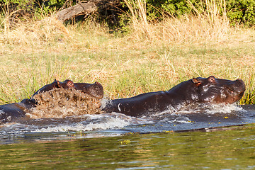 Image showing Two fighting young male hippopotamus Hippopotamus