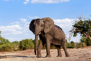 Image showing African Elephant in Chobe National Park