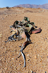 Image showing Welwitschia mirabilis, Amazing desert plant, living fossil