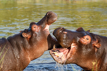 Image showing Two fighting young male hippopotamus Hippopotamus