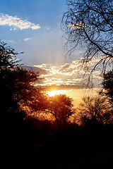 Image showing African sunset with tree in front