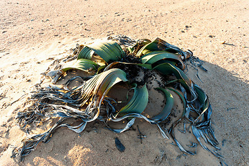 Image showing Welwitschia mirabilis, Amazing desert plant, living fossil