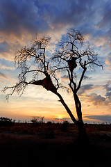 Image showing African sunset with tree in front