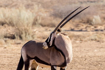 Image showing portrait of Gemsbok, Oryx gazella