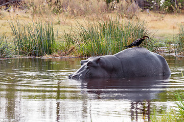 Image showing Ardea goliath perched on hippo's back