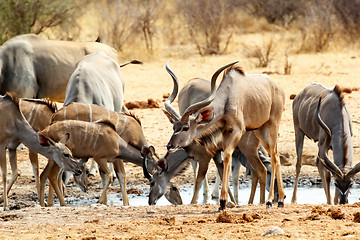 Image showing herd of Kudu drinking from waterhole